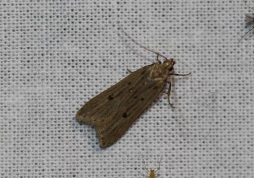 Réf. 345 834 : Acompsia sp.